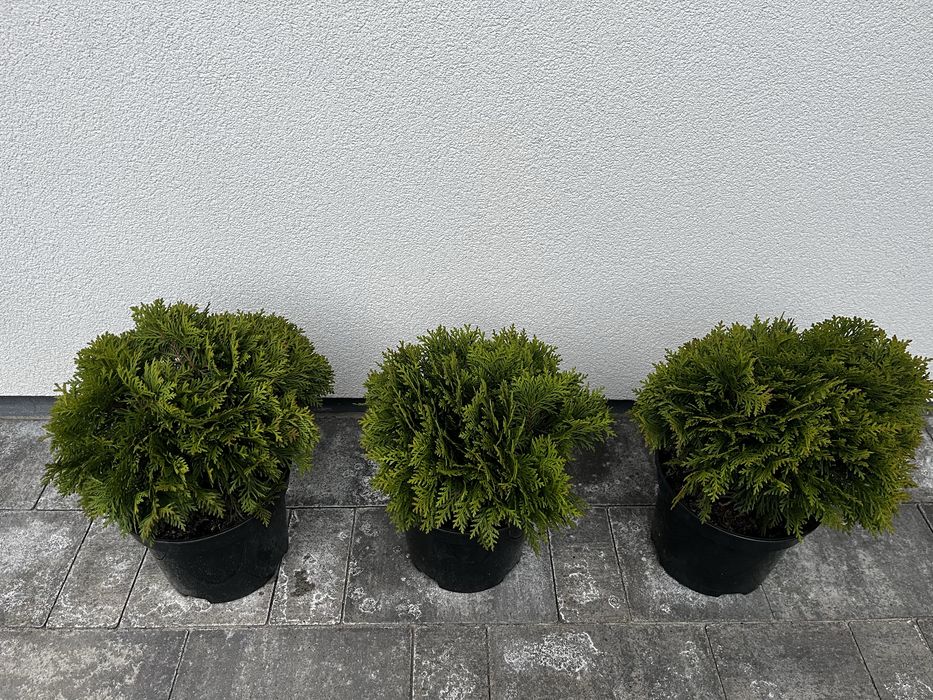 Туя західна Даніка