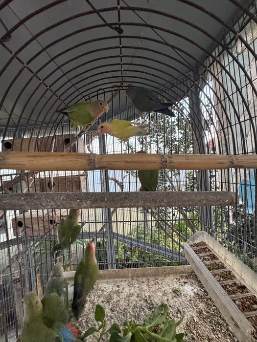 Roseicollis de variadas cores