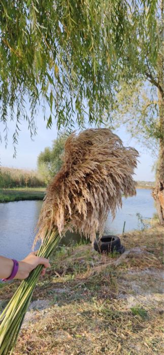 Сухоцвіття. Очерет, камиш, пампасна трава камыш. НЕ СИПЛЕТЬСЯ