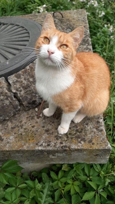 Кастрований молоденький котик в добрі ручки
