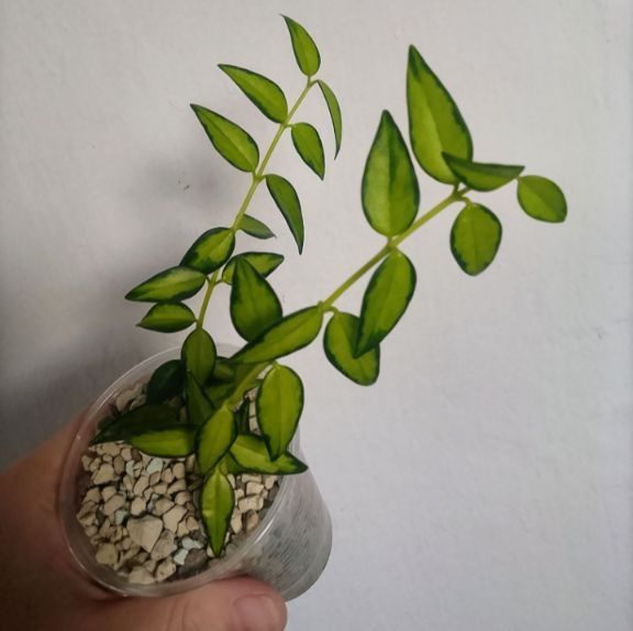 hoya bella luis bois