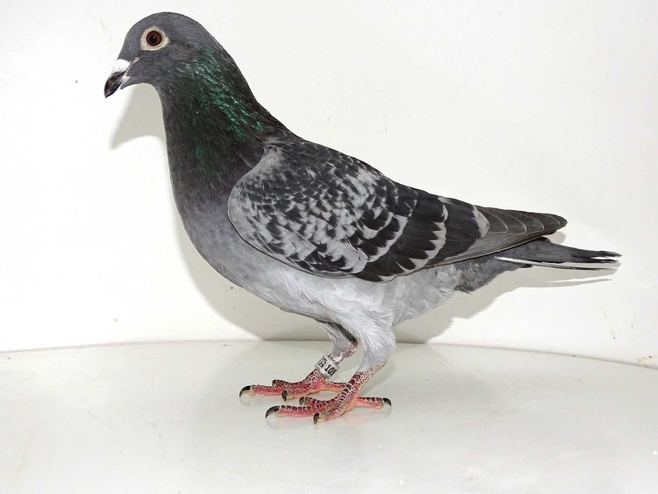 Gołębie Pocztowe - Hodowla Jakubowski