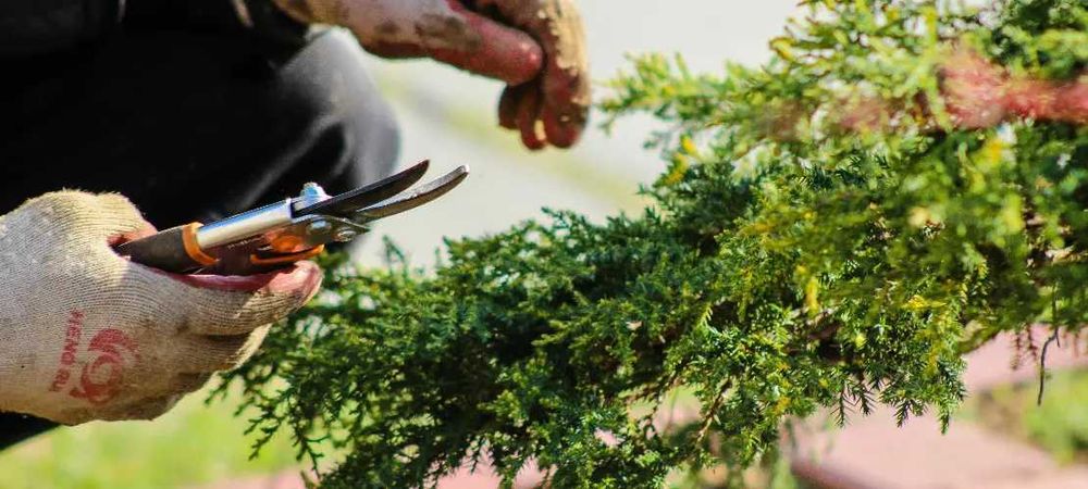 Usługi ogrodnicze, czyszczenie nieurzytków