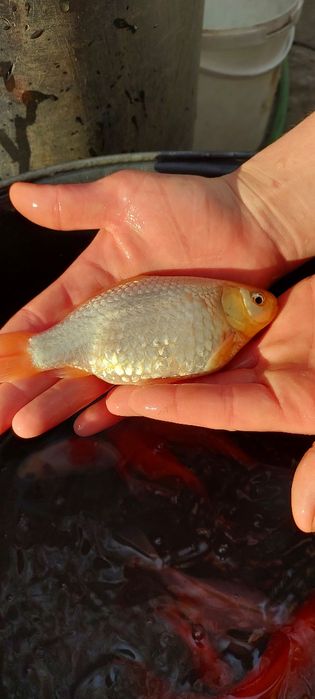 Продам цветной карась Комета, прудовый