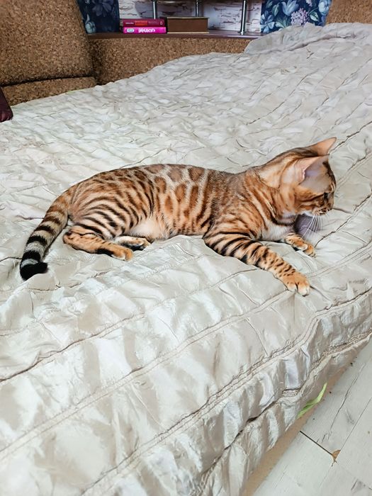 Бенгальський кіт. Вязка