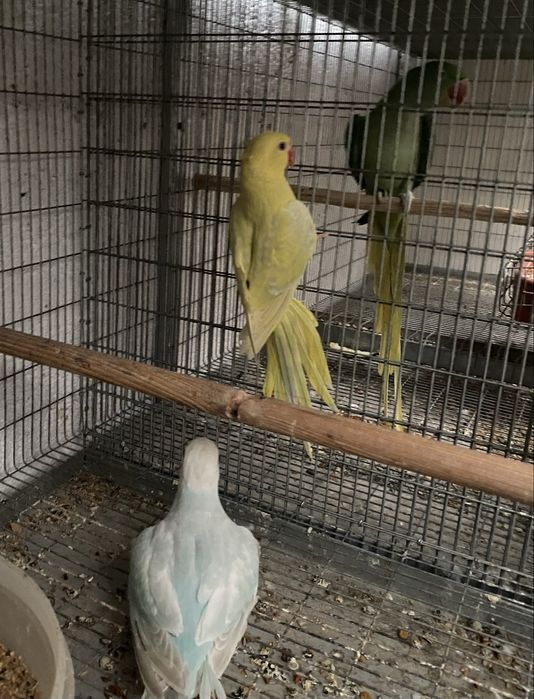 Casal de Ring Neches