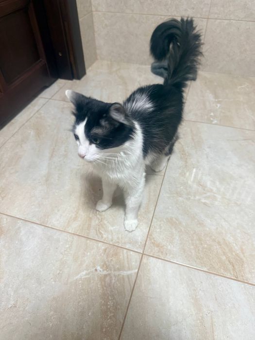 Віддам котика домашнього
