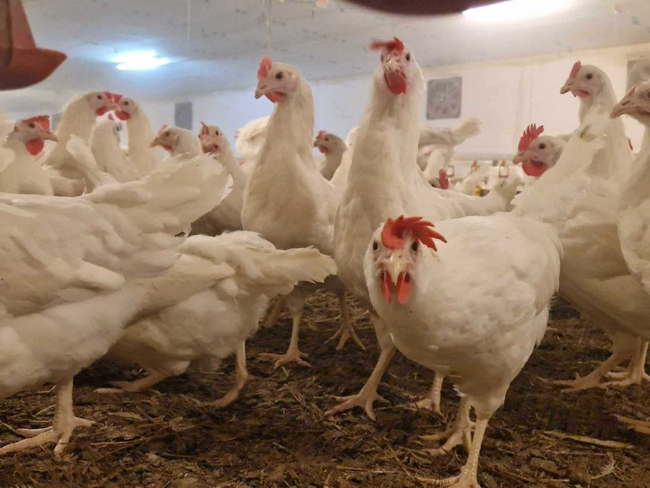 Kury kokoszki nioski Tetra biała jak leghorn dostawa Gratis