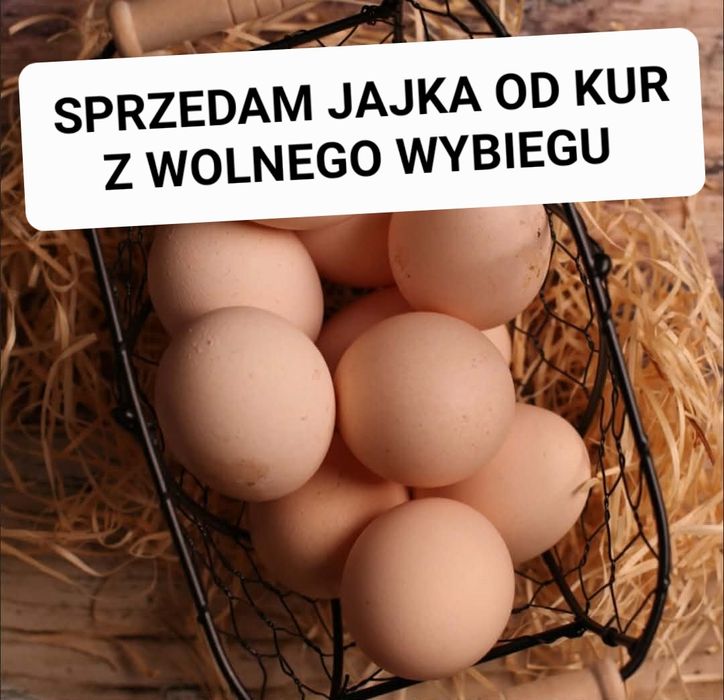 Jajka świeże od kur