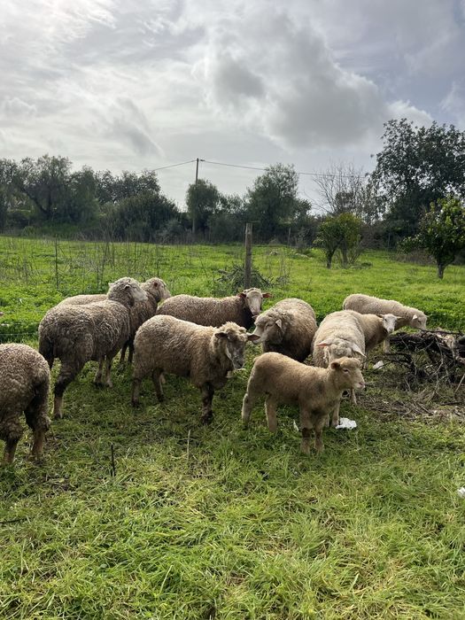 Ovelhas novas para venda