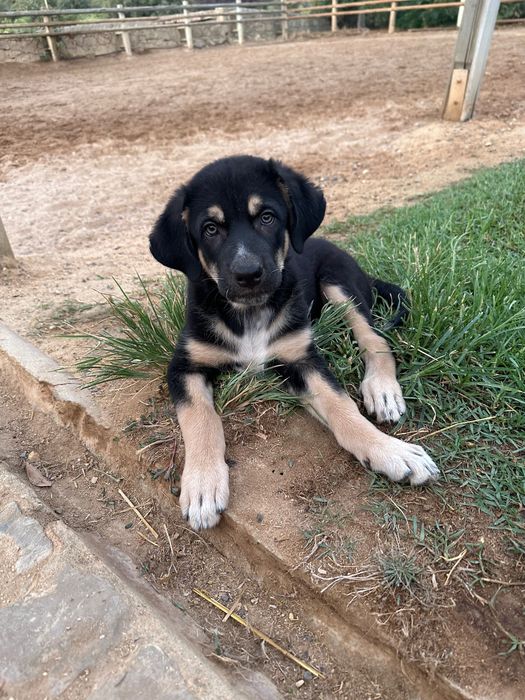 Cachorros à procura da sua familia