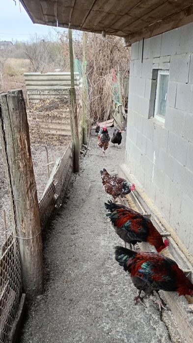 Продам півні молоді