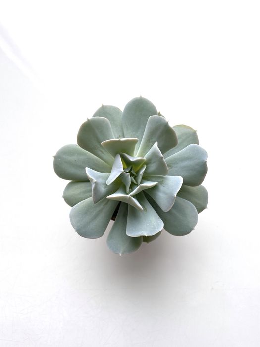 Сукуленти ечеверія красула