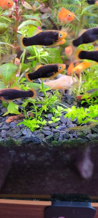 Witam sprzedam platynki