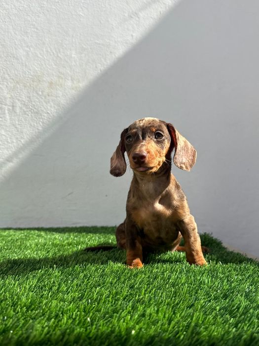 Daschund Kaninchen Arlequim Chocolate o mais pequeno de todos os Teckel