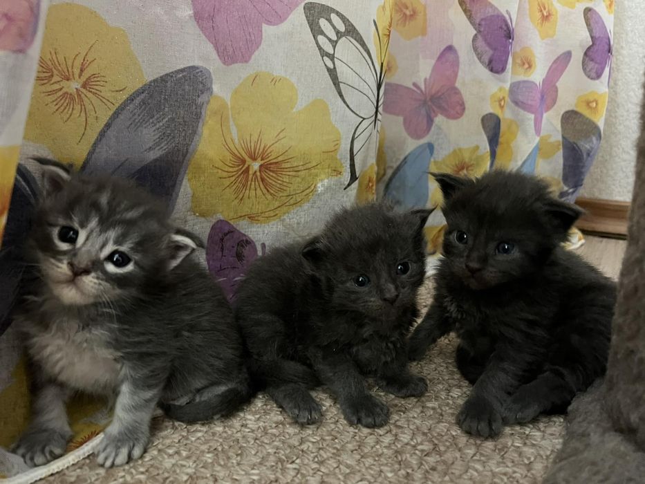 Кошенятко,  котята, Котенок,  мейнкун