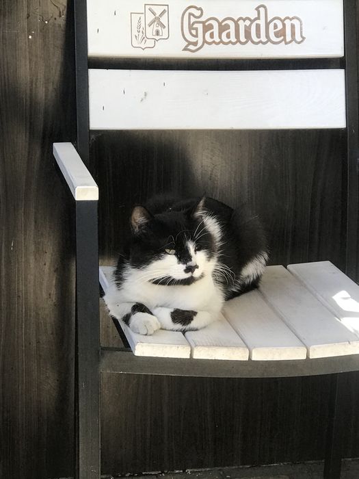 котенок ищет семью