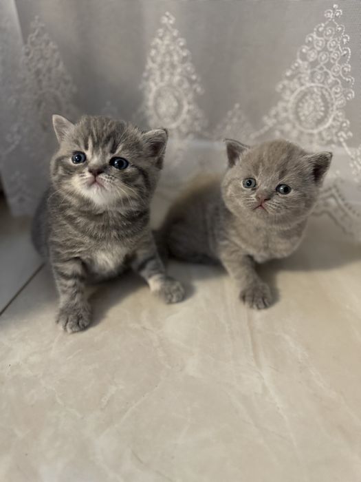 Гоготуються до продажу шотландські дітки