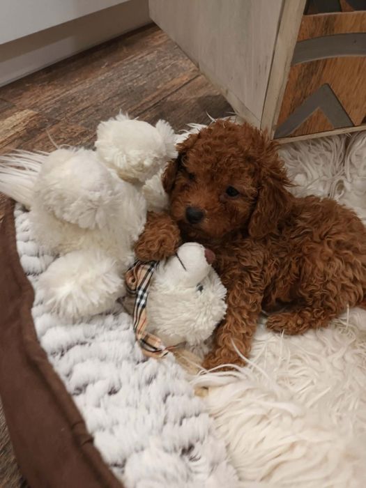 Pudel mały   chlopczyk toy/miniatura