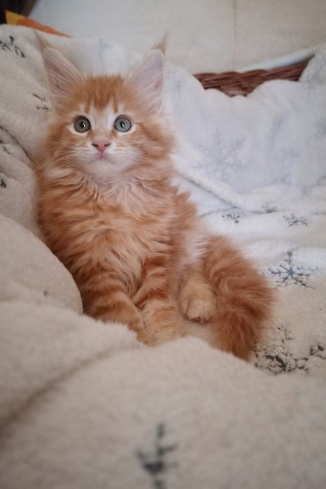 Руді кошенята мейн-кун (Red Tabby) — 3 міс., готові до переїзду