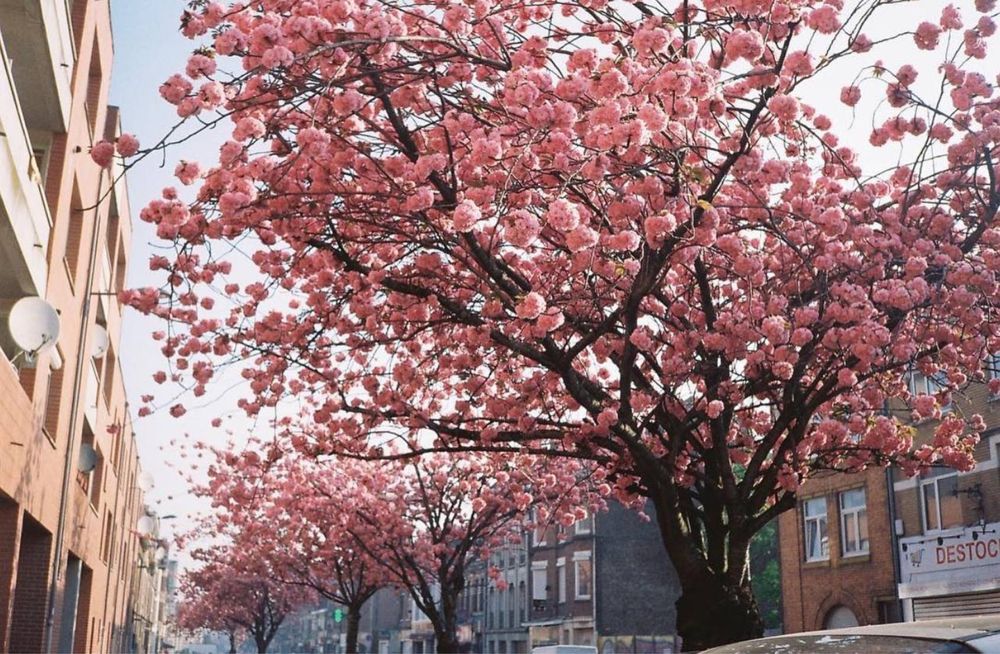 Olympus Go 100  плівковий фотоапарат