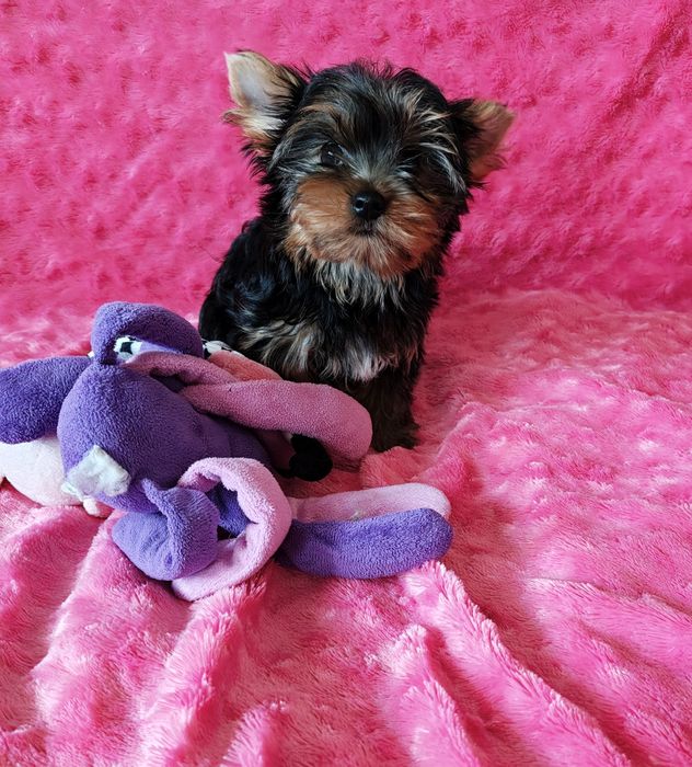 Yorkshire terrier