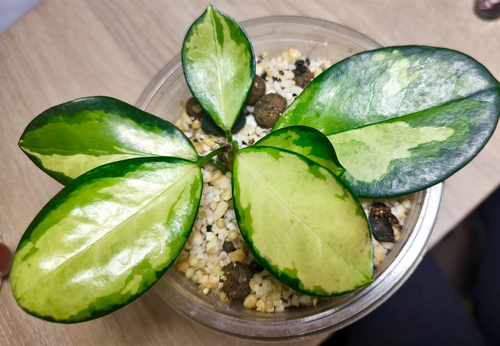 Hoya australis Lisa ukorzeniona, rosnąca