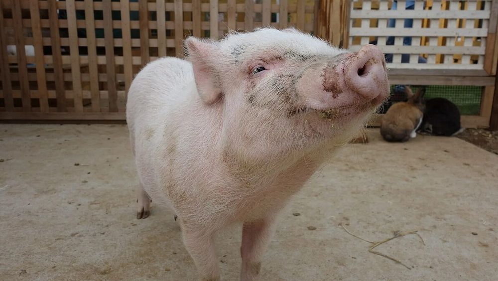 Хрюшка хорошая 50 кг обменяю на Jeremy Scott