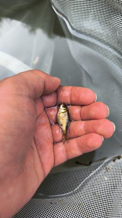 Cometas, Guppys e Plantas para Lago e Aquário