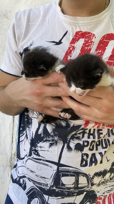 Віддаємо в добрі руки котиків