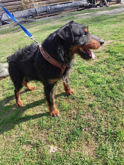 Terier w schronisku. Szuka nowego domu.