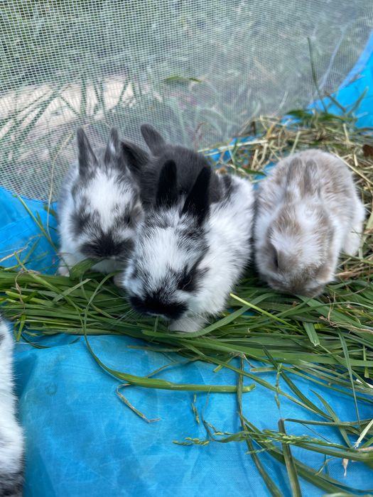 Декоративні кролики