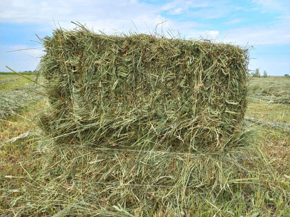 Сено люцерны.