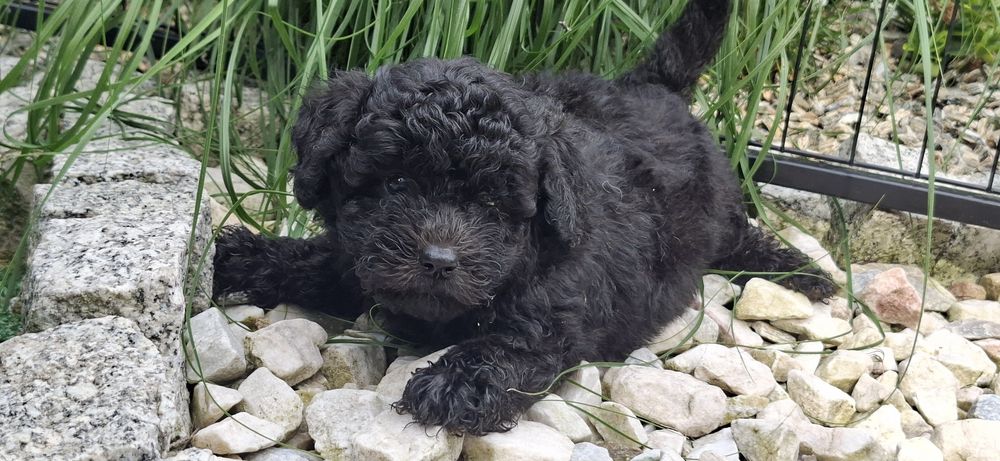 Maltipoo z metryką