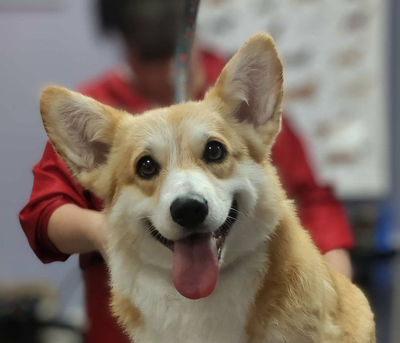 Цуценята вельш корги пемброк