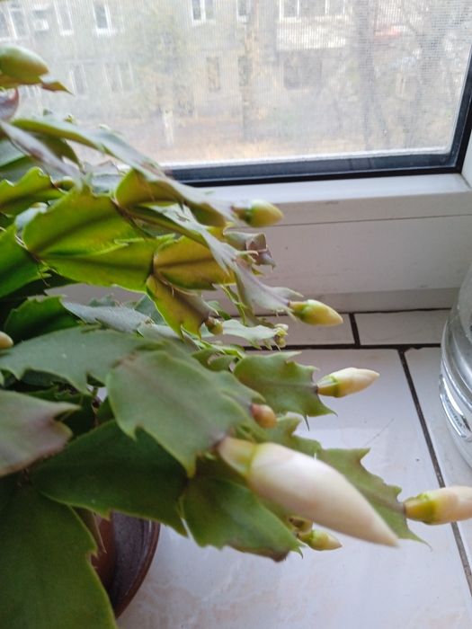 Зигокактус - Шлюмбе́ргера - Рождественник Декабрист