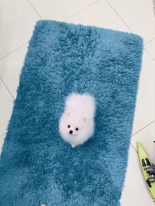 Білосніжний міні хлопчик померанський шпіц