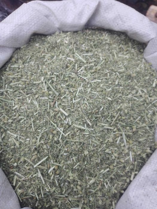 Продам якірці сланкі (кавунці).