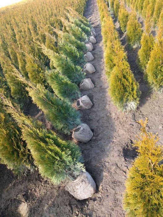 tuja szmaragd, piękne sadzonka jakość premium 160cm JESIENNA PROMOCJA!