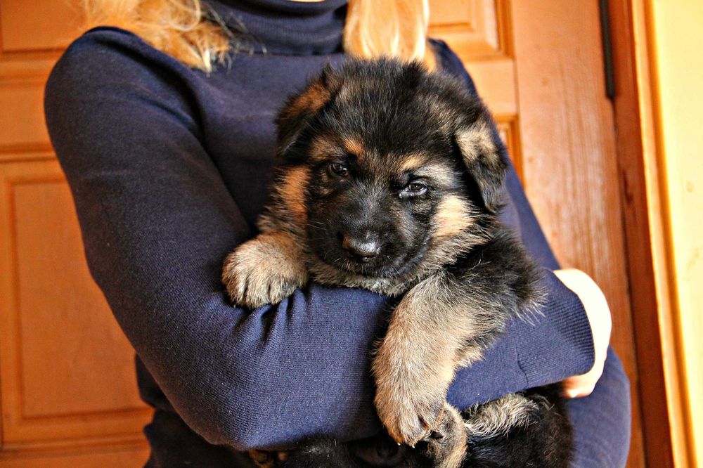 Чепрачні цуценята, внуки 1-го відбірника Німеччини! Німецька вівчарка!