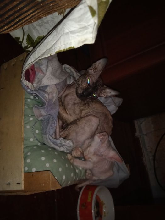 Продам котов сфинкс