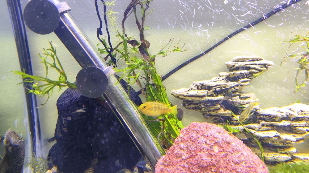 Ciclídeos papagaio anão / africanos