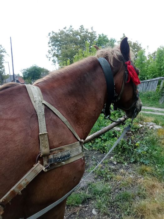 Продам кобилу  гарна висока
