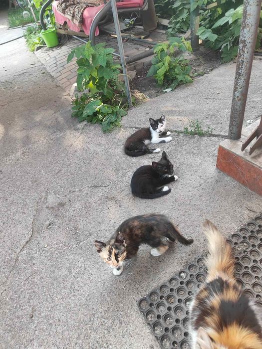 Кошенята в добрі руки