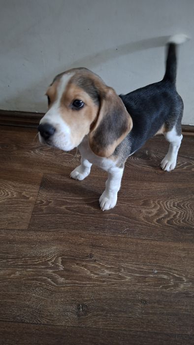 Щенок девочка бигля биколор