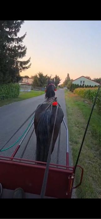 Sprzedam klacz śląska