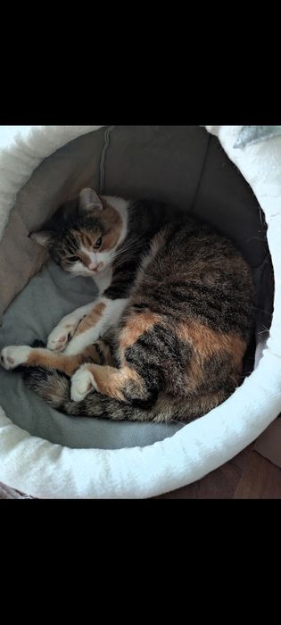 Кошечка шукає нову родину