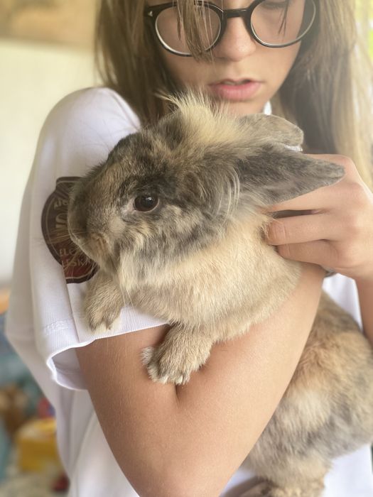 Krolik Miniaturka Lewek, roczna, zaszczepiona