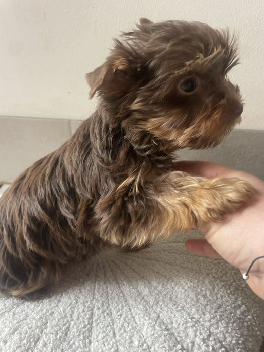 Elvis   Choco&tan  piesek Yorkshire Terrier