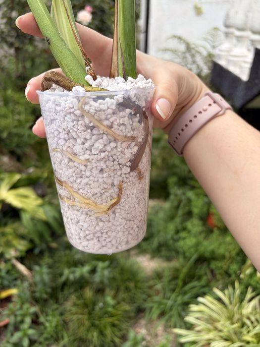Monstera Thai Constelation